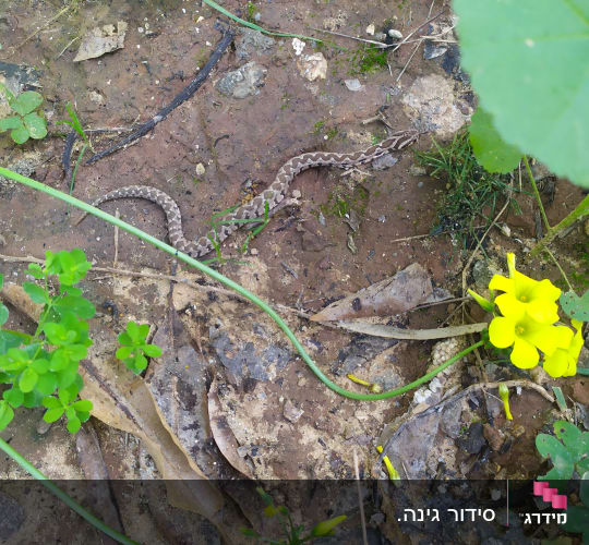 נחש קטן בין עלים ופרחים צהובים בגינה